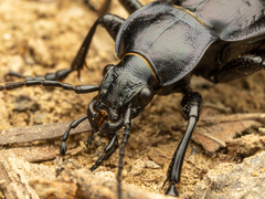 Carabus obsoletus