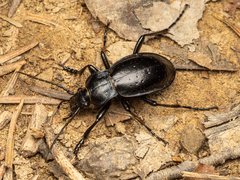 Carabus obsoletus