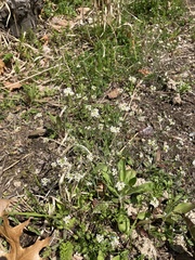 Brassicaceae