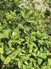Harmonia axyridis