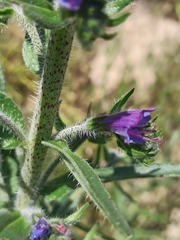 Echium plantagineum