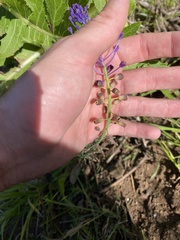 Muscari comosum image