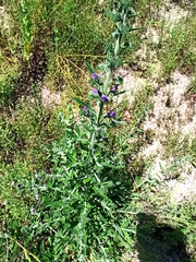 Echium plantagineum