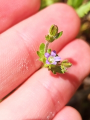 Campanula erinus
