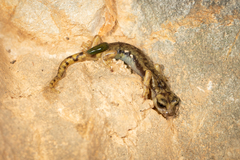 Monte Albo Cave Salamander photo 3