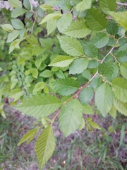 Ulmus