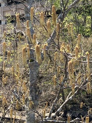 Magnoliopsida
