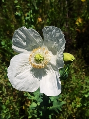 Papaver somniferum