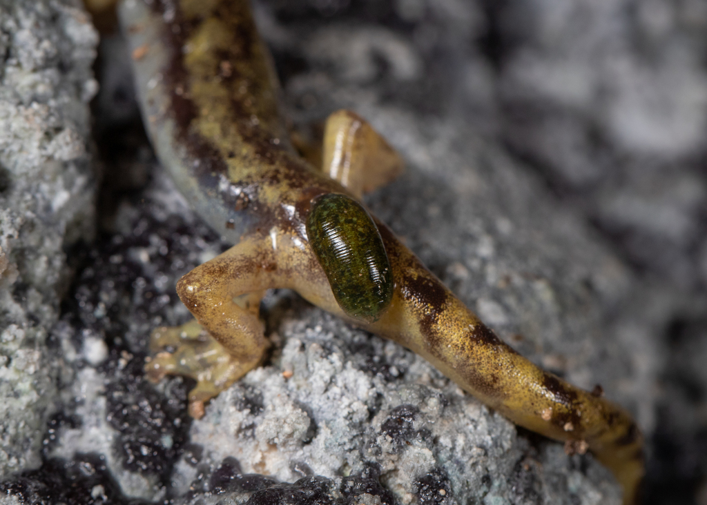 Batracobdella algira