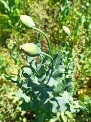 Papaver somniferum