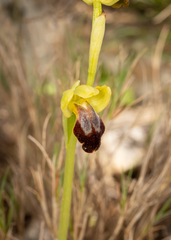 Ophrys fusca funerea