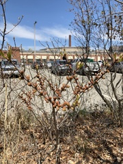 Magnoliopsida