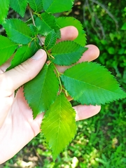Ulmus minor