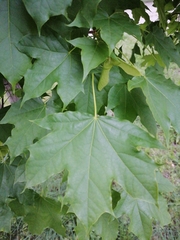 Acer platanoides
