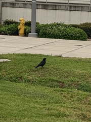 Corvus brachyrhynchos