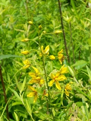Lysimachia loomisii