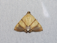 Eulepidotis juncida