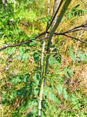 Conium maculatum