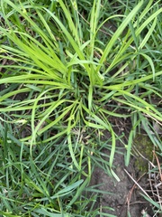 Carex jamesii