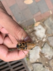 Magicicada tredecim