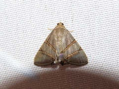 Eulepidotis juncida