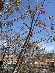 Magnoliopsida