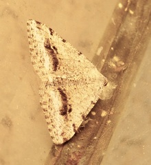 Digrammia pictipennata