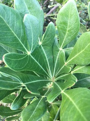 Cussonia thyrsiflora