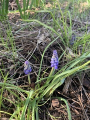 Muscari neglectum
