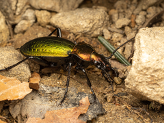 Carabus obsoletus