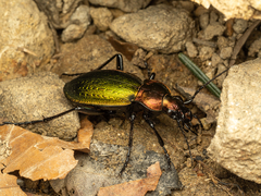 Carabus obsoletus