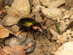 Carabus obsoletus