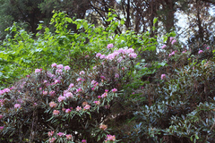 Rhododendron makinoi