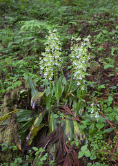 Calanthe discolor