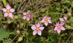 Rhodalsine geniculata