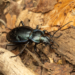 Carabus obsoletus