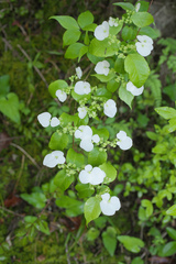 Hydrangea scandens