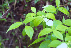 Hydrangea scandens