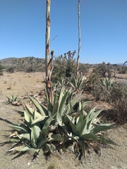 Agave asperrima