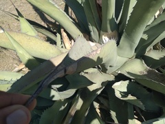 Agave asperrima