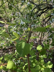 Reynoutria japonica