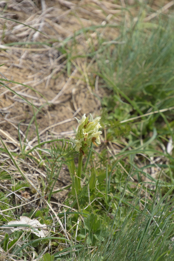 Dactylorhiza sambucina