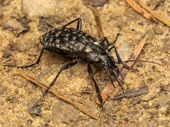 Carabus variolosus