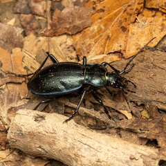 Carabus obsoletus