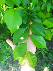 Ulmus minor
