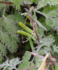 Corydalis pallida