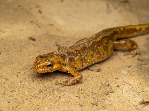 Carpathian Newt, photo 2 of 10