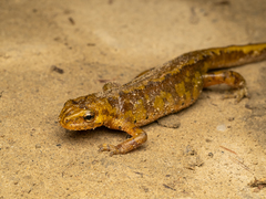 Carpathian Newt photo 2