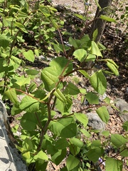 Reynoutria japonica