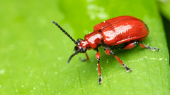 Lilioceris merdigera